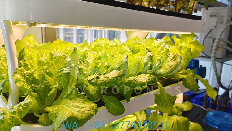 Hydroponic System - Sebze, Marul ve Çilek Yetiştirme İçin