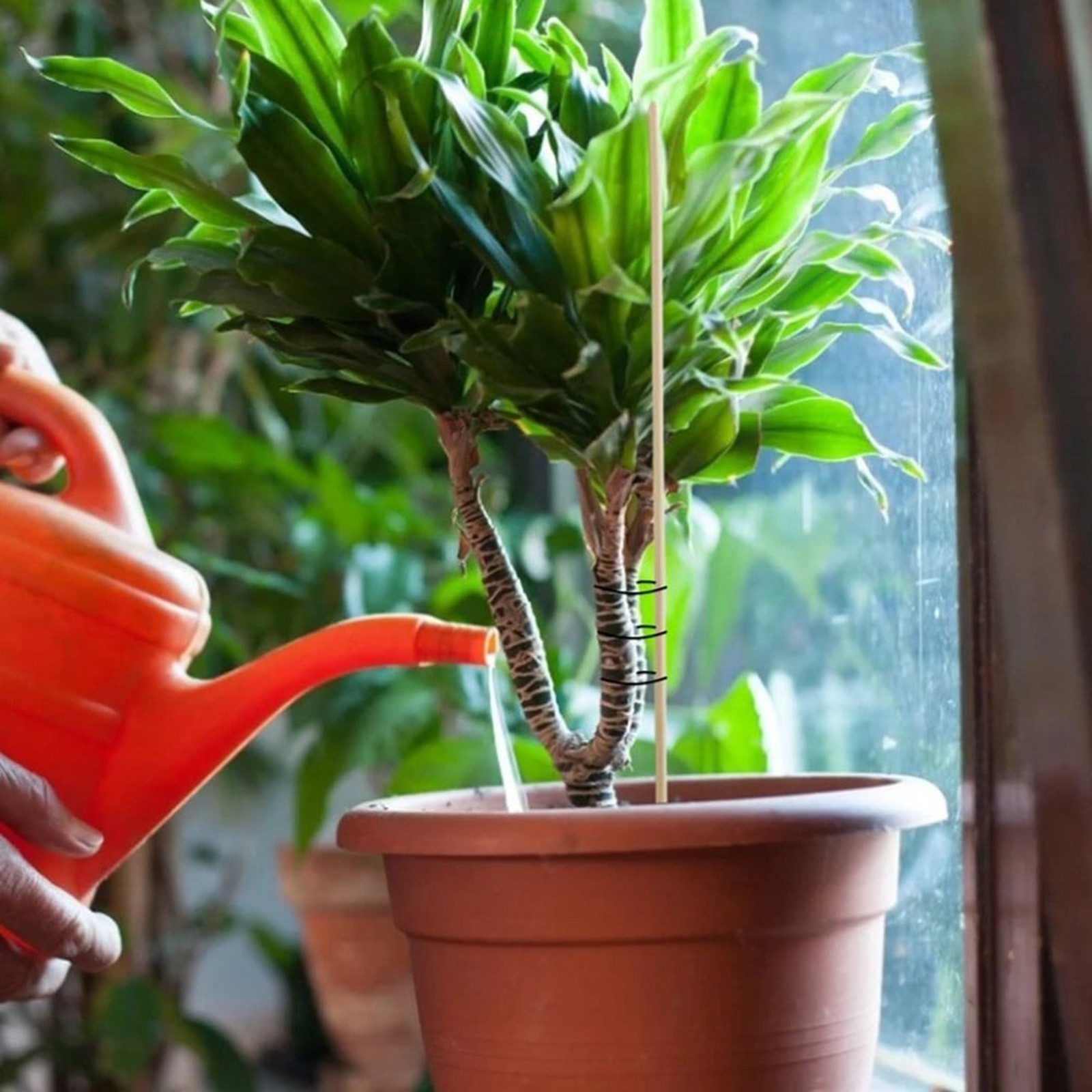 50 adet bambu çubuklar kafes k - Gardening Tools Wooden incelemesi ve fiyatı