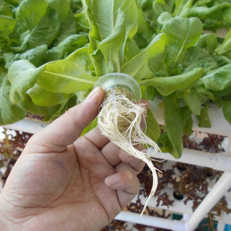 3 Katmanlı PVC Boru Hidroponik - Hydroponic System incelemesi ve fiyatı
