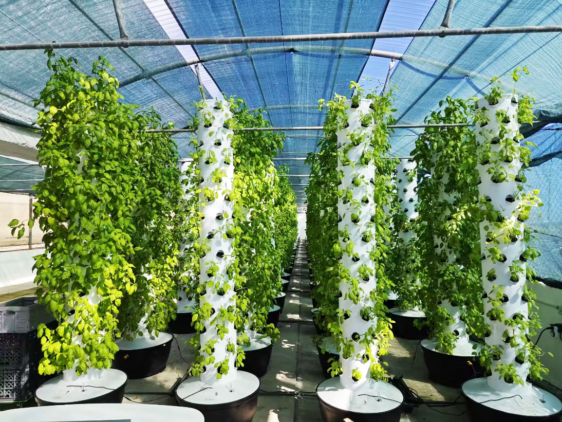 Yüksek Kaliteli Kolay Kuruluml - Hydroponic System incelemesi ve fiyatı