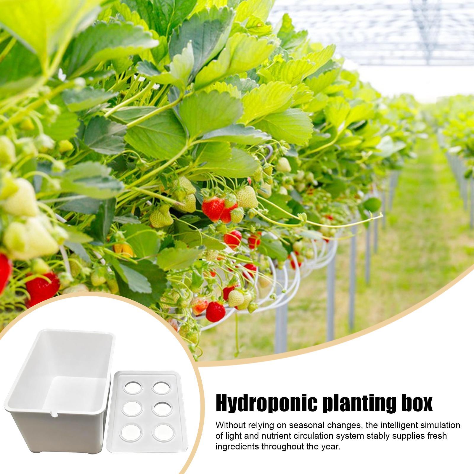 Hidroponik Yetiştirme Kiti Baş - Hydroponic System incelemesi ve fiyatı